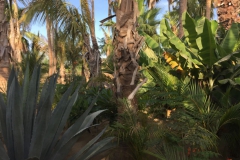 Acre-Cabo-San-Lucas-2017-6