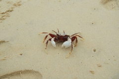 Australia-2017-1