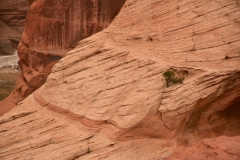 Canyon-de-Chelly-2016-54