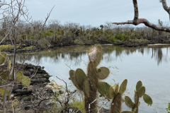Day-2-Dragon-Hill-and-Rabida-Island-11