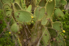 Day-2-Dragon-Hill-and-Rabida-Island-14