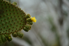 Day-2-Dragon-Hill-and-Rabida-Island-15