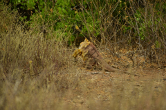 Day-2-Dragon-Hill-and-Rabida-Island-17