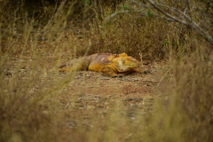 Day-2-Dragon-Hill-and-Rabida-Island-18