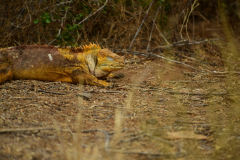 Day-2-Dragon-Hill-and-Rabida-Island-20