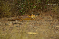 Day-2-Dragon-Hill-and-Rabida-Island-21