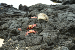 Day-2-Dragon-Hill-and-Rabida-Island-3