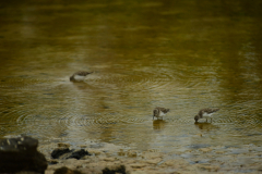 Day-2-Dragon-Hill-and-Rabida-Island-38