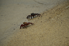 Day-2-Dragon-Hill-and-Rabida-Island-39