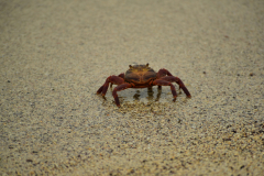 Day-2-Dragon-Hill-and-Rabida-Island-40