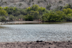 Day-2-Dragon-Hill-and-Rabida-Island-51