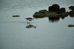 Day-2-Dragon-Hill-and-Rabida-Island-7