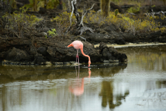 Day-2-Dragon-Hill-and-Rabida-Island-9
