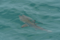 Day-3-Las-Tintoreras-and-Breeding-Center-Puerto-Villamil-2