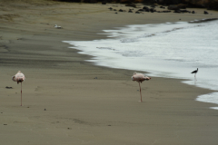 Day-4-Post-Office-Bay-Floreana-Island-10