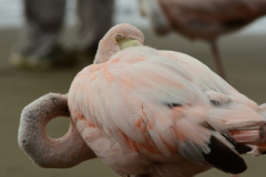 Day-4-Post-Office-Bay-Floreana-Island-11-scaled