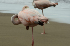 Day-4-Post-Office-Bay-Floreana-Island-12-scaled