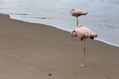 Day-4-Post-Office-Bay-Floreana-Island-13
