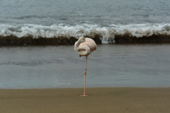 Day-4-Post-Office-Bay-Floreana-Island-15