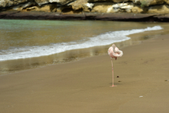 Day-4-Post-Office-Bay-Floreana-Island-16