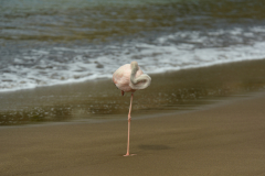 Day-4-Post-Office-Bay-Floreana-Island-17