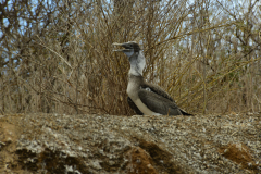 Day-4-Post-Office-Bay-Floreana-Island-18