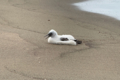Day-4-Post-Office-Bay-Floreana-Island-19