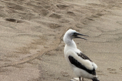 Day-4-Post-Office-Bay-Floreana-Island-22