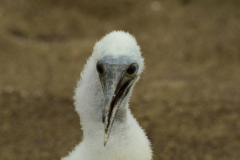Day-4-Post-Office-Bay-Floreana-Island-23