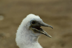 Day-4-Post-Office-Bay-Floreana-Island-24