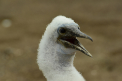 Day-4-Post-Office-Bay-Floreana-Island-25