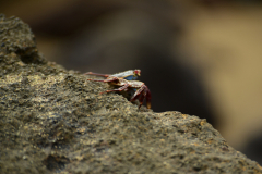 Day-4-Post-Office-Bay-Floreana-Island-26