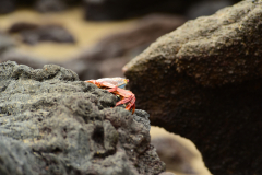 Day-4-Post-Office-Bay-Floreana-Island-27