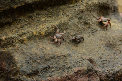 Day-4-Post-Office-Bay-Floreana-Island-31