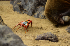 Day-4-Post-Office-Bay-Floreana-Island-32