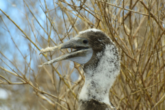 Day-4-Post-Office-Bay-Floreana-Island-35