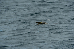 Day-4-Post-Office-Bay-Floreana-Island-8