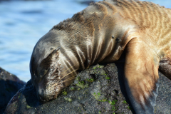 Day-6-Isla-Lobos.-Kicker-Rock-Warlock-Hill-112