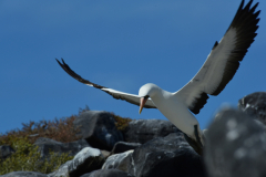 Day-6-Isla-Lobos.-Kicker-Rock-Warlock-Hill-78