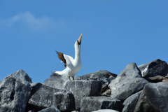 Day-6-Isla-Lobos.-Kicker-Rock-Warlock-Hill-80