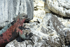 Day-6-Isla-Lobos.-Kicker-Rock-Warlock-Hill-82