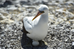 Day-6-Isla-Lobos.-Kicker-Rock-Warlock-Hill-86