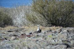 Day-6-Isla-Lobos.-Kicker-Rock-Warlock-Hill-87