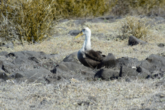 Day-6-Isla-Lobos.-Kicker-Rock-Warlock-Hill-92