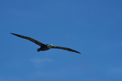 Day-6-Isla-Lobos.-Kicker-Rock-Warlock-Hill-97