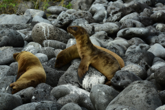 Day-6-Isla-Lobos.-Kicker-Rock-Warlock-Hill-42-1
