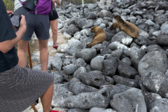 Day-6-Isla-Lobos.-Kicker-Rock-Warlock-Hill-43-1