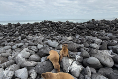 Day-6-Isla-Lobos.-Kicker-Rock-Warlock-Hill-45-1