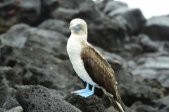 Day-6-Isla-Lobos.-Kicker-Rock-Warlock-Hill-60-1