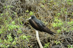 Day-6-Isla-Lobos.-Kicker-Rock-Warlock-Hill-67-1